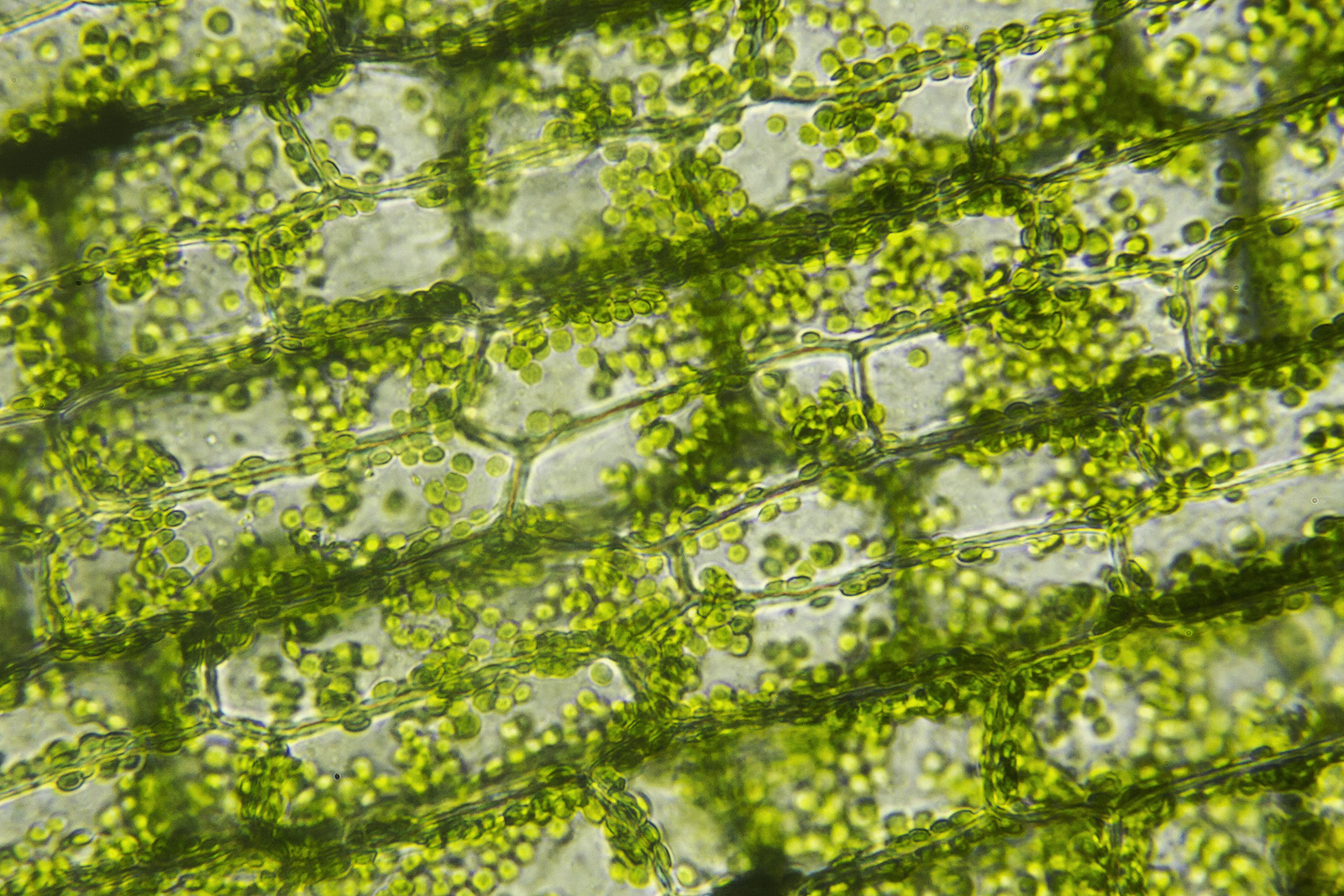 普通光学显微镜下菠菜叶片纵切结构图（40×… - 堆糖，美图壁纸兴趣社区