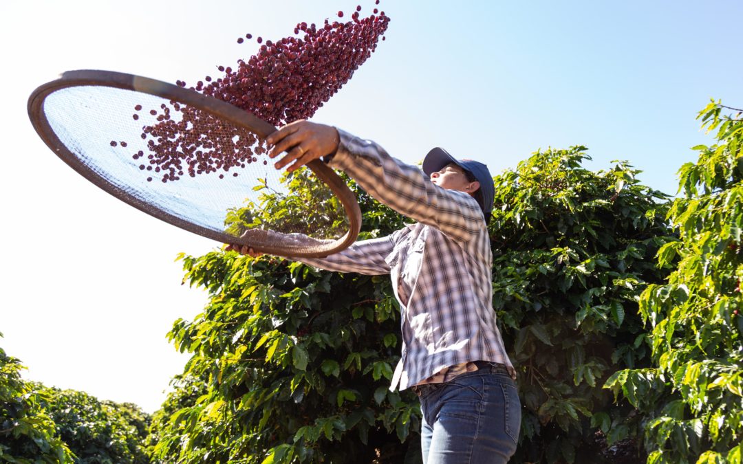 Coffee processing using handheld winnowing equipment to remove light material, twigs, and leaves.