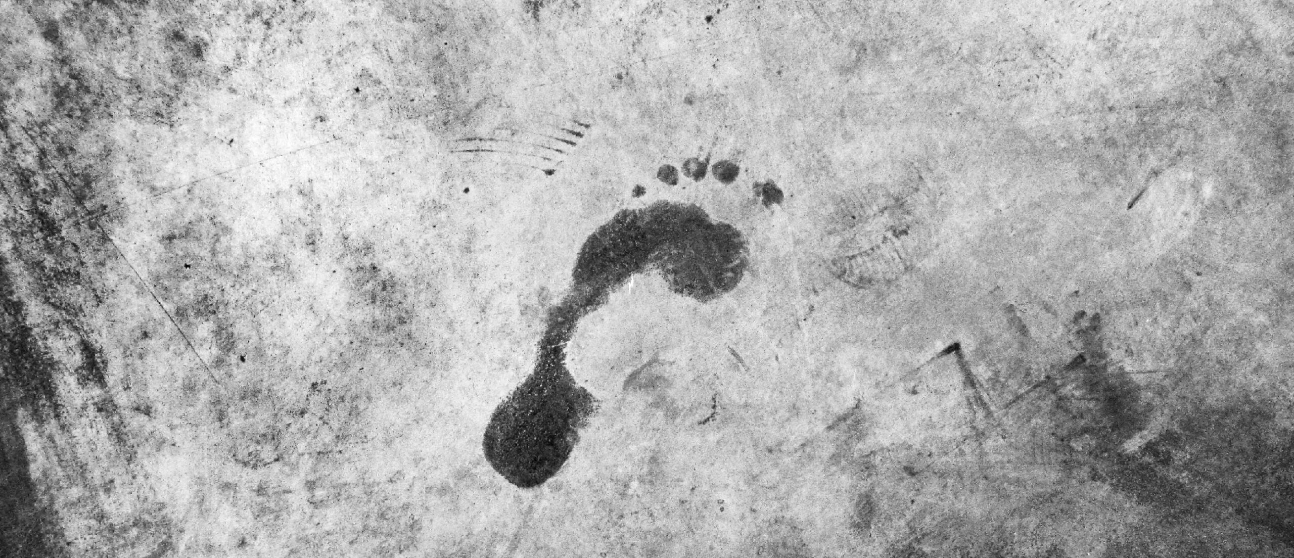 The Decision Tree - What’s in a Carbon Footprint?