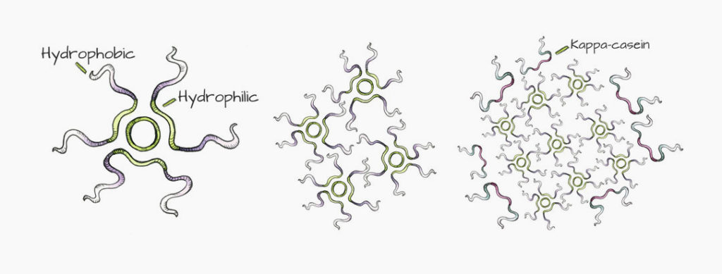 isoelectric ph of casein