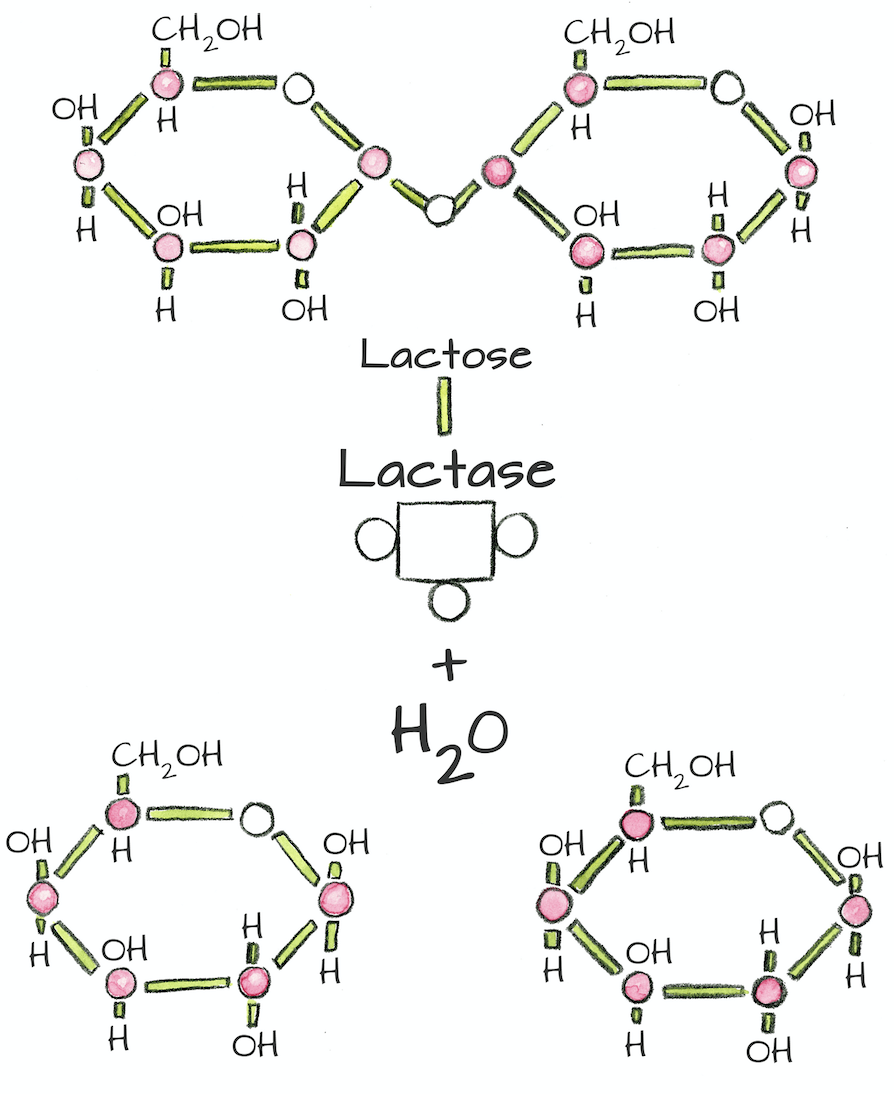 Lactase Enzyme Structure