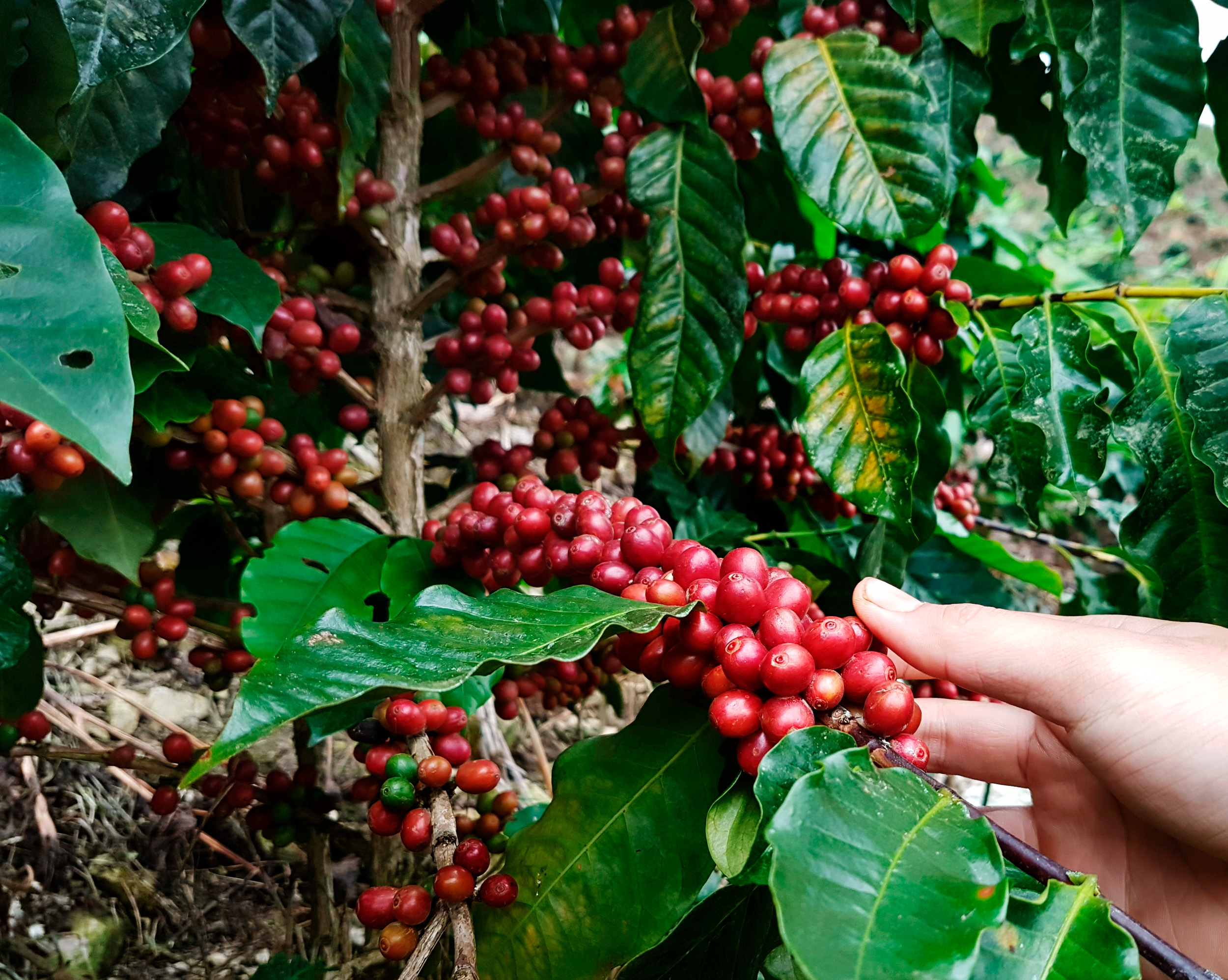 Conilon coffee: A roaster's guide to its potential