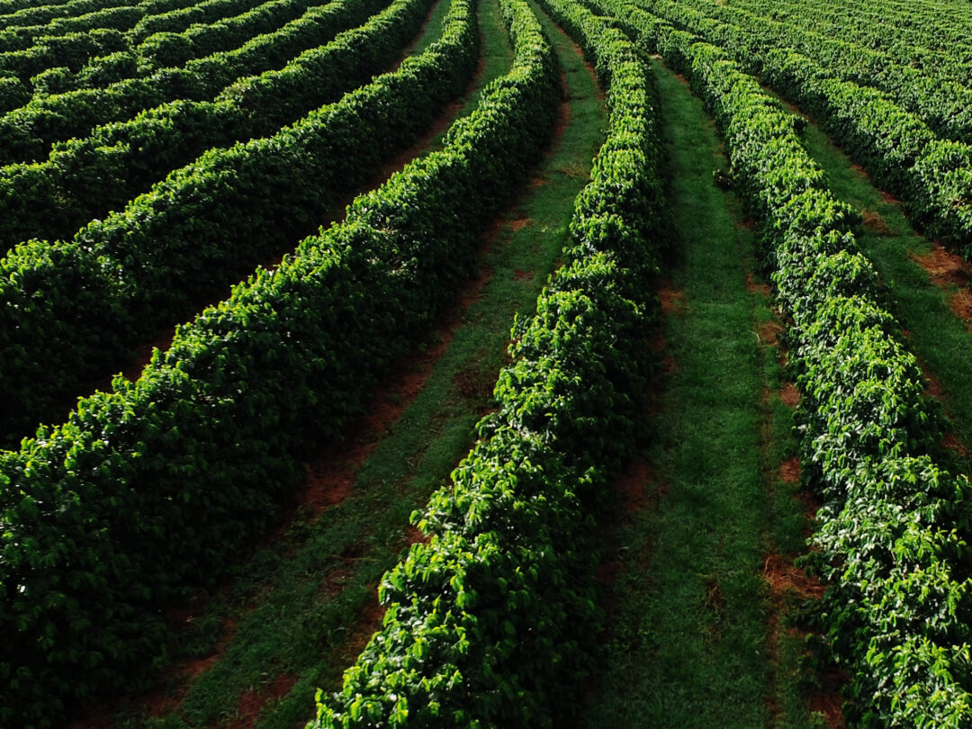 Getting the Best out of Brazilian Coffee