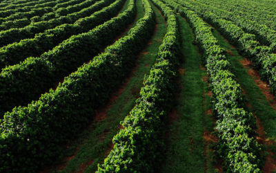 Getting the Best out of Brazilian Coffee